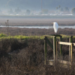 Egret